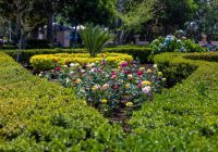 Realiza Ayuntamiento trabajos de jardinería en el Parque Juárez