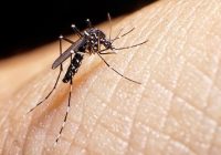 Suma Veracruz dos mil 50 casos de dengue
