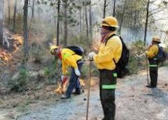 Liquidan incendio forestal, quedan tres activos en territorio veracruzano
