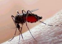 Veracruz alcanza 6 mil 596 casos de dengue confirmados, en el país son más de 100 mil