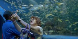 En estas vacaciones, visita el Aquarium del Puerto de Veracruz y vive una experiencia inolvidable